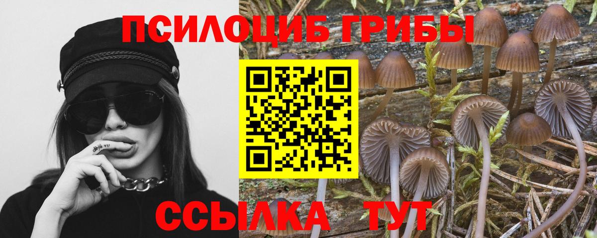 Галлюциногенные грибы Psilocybe Обь